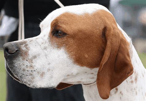 pointer dog breed pethelpful