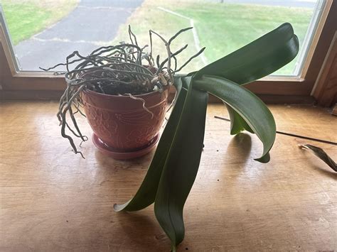 My orchid grows horizontally 😂 : r/houseplants