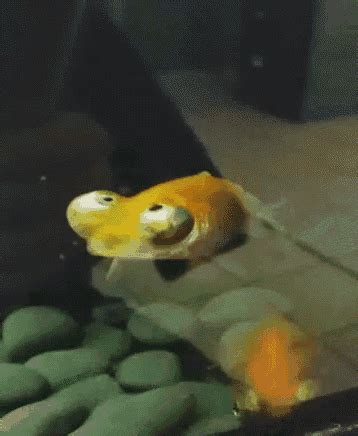 Fish GIF - Fish - Discover & Share GIFs