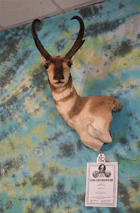 How To Properly Calculate Your Boone And Crockett Antelope Score Using The Official Online Measuring Calculator 14