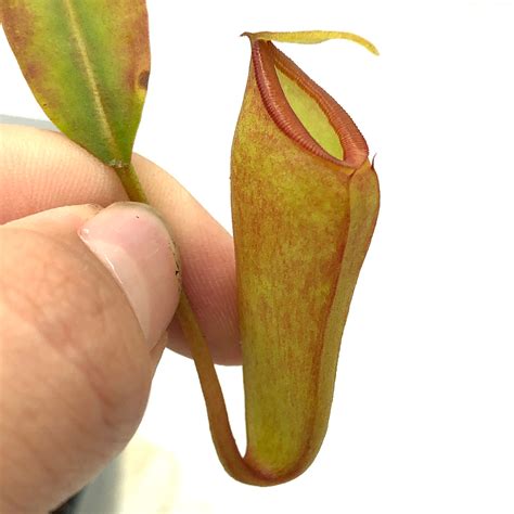Nepenthes inermis AW 11 | Cross Exotics