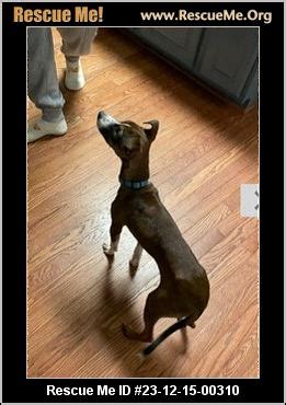 - North Carolina Dog Rescue - ADOPTIONS - Rescue Me!