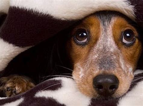 Dog contracts monkeypox from owners, prompting change to CDC guidance