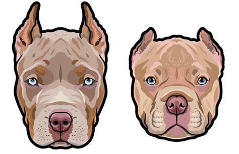 american pitbull terrier  american bully