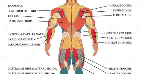 Back Muscles Diagram - File Back Muscles Jpg Wikimedia Commons