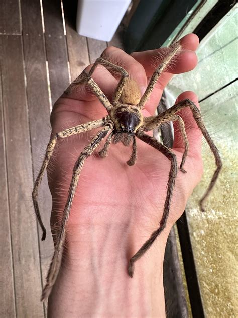 Giant Australian Jumping Spider
