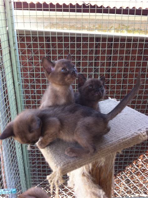 Burmese Kittens For Sale