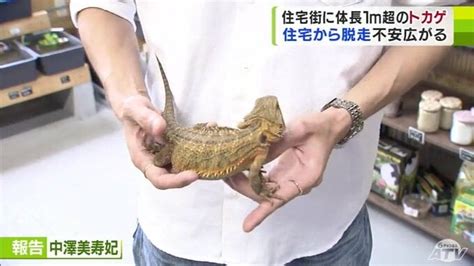 脱走した体長1m超の「トカゲ」 9日午後5時時点でも見つからず… 「ブラックアンドホワイトテグー」肉食で柵ごと移動するほどの“強い力”が