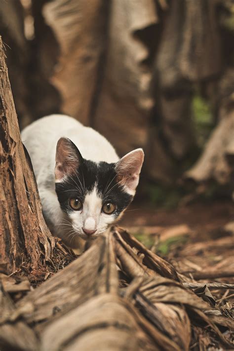 Is Your Cat Acting Weird? Here’s What It Really Means