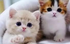 jenis kucing lucu imut  menggemaskan hewan peliharaan terbaik