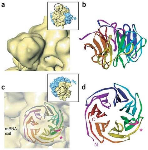 identification   versatile scaffold protein rack