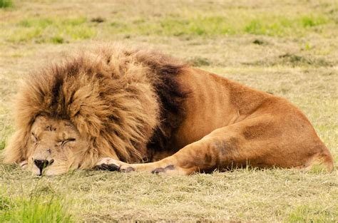 Lion Sleeping Kostenloses Stock Bild - Public Domain Pictures