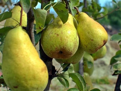 Груша Киффер: отзывы, описание и фото сорта, отзывы