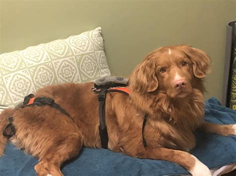 Shelter Dogs of Miami - #Repost from @urgentdogsofmiami with @repostapp