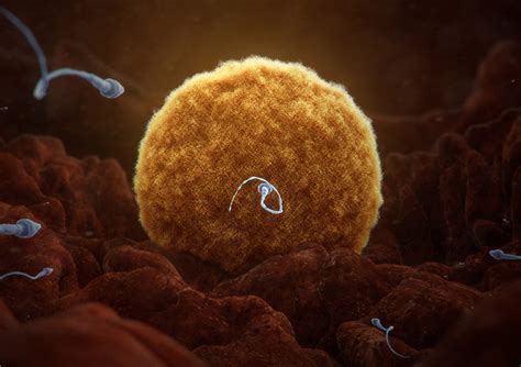 human body videoneat