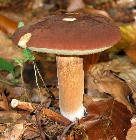 Bolete Mushroom Identification Chart