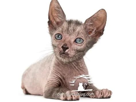 Gato Lykoi | Precio Convivencia Cuidados Personalidad