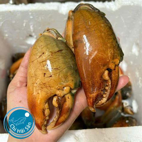 chihaisan dang  cang cua chua boc vo