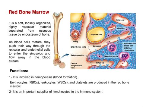 PPT - Comprehensive Overview of Lymphatic and Immune Systems PowerPoint