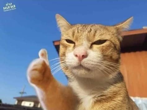 cat memes  words