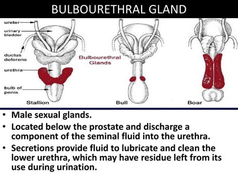 PPT - URINARY BLADDER & BULBOURETHRAL GLAND PowerPoint Presentation ...