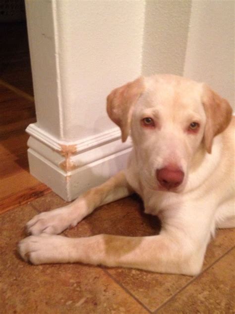 A Curious White Dog