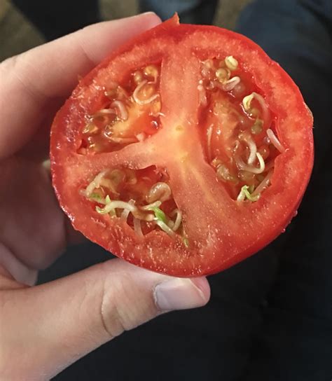 Tomato Sprouts Growing Inside the Tomato : r/mildlyinteresting