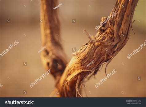 516 Dead Growing Vines Images, Stock Photos & Vectors | Shutterstock