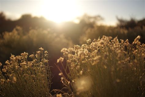 images tree nature horizon mountain light cloud plant sky