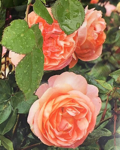 Rose 'Heaven on Earth' PBR Bush Form - Hello Hello Plants & Garden Supplies