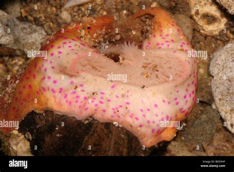 Adamsia hi-res stock photography and images - Alamy