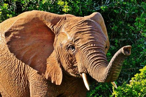 elephant animal portrait  photo  pixabay pixabay