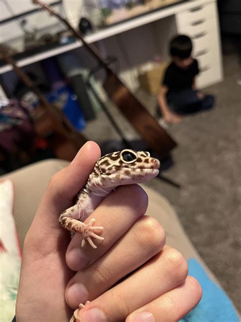 Scar tissue after infection? : r/leopardgeckos