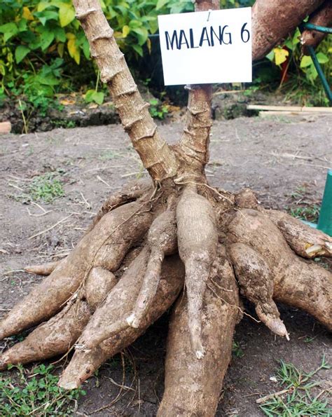 varietas singkong unggul bebejacom