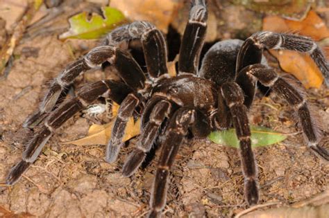 150+ Spider Tarantula Amazon Rainforest Rainforest Stock Photos ...