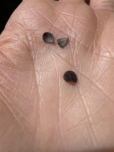 seed pods rgardening