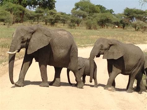 Safari- Tanzania, Africa Serengeti | Outdoors adventure, Serengeti, The