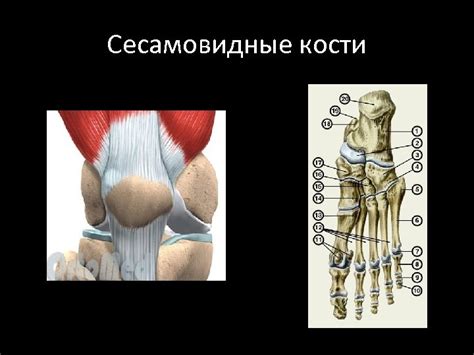 Лекция 2 Опорно-двигательный аппарат Остеология — наука о