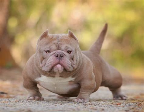 What Is A Micro Bully: The Definitive Guide | I Love Bully Breeds