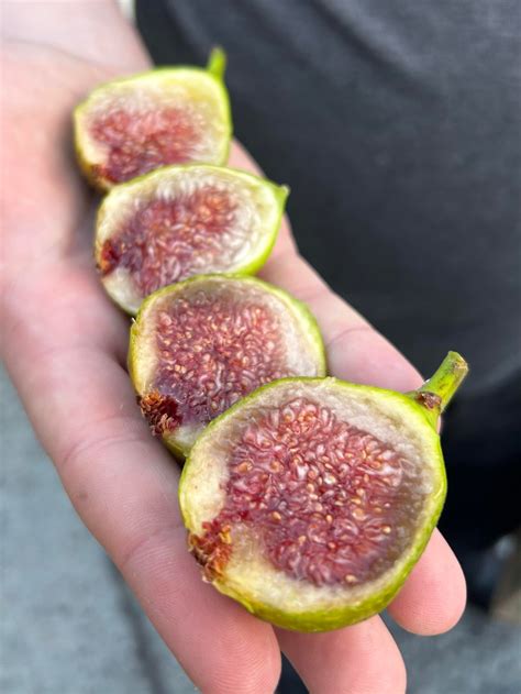 Petroveca Beilja (Modria) - Croatian Fig Breba Crop : r/Figs