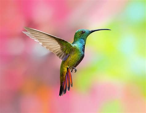 12 Spannende Kolibri Arten Die Du Kennen Solltest! - Rekord Tiere