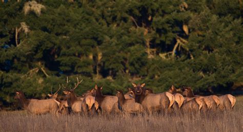 Robin Loznak Photography: Roosevelt Elk in Oregon