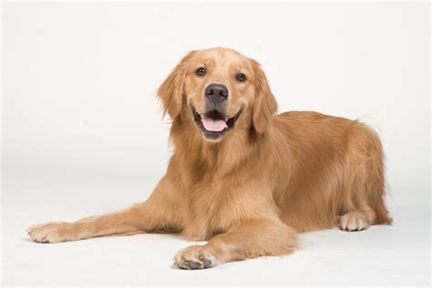 apartment dogs   golden retriever    apartment