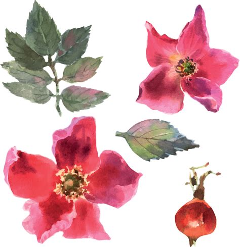 Watercolor dog-rose Briar with berries, flowers and green leaves