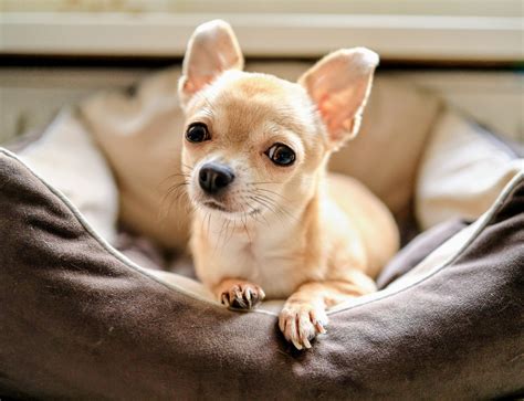 dog size   linked   types  disease earthcom