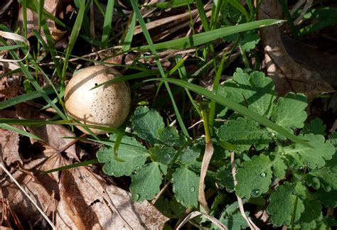 Andricus kollari (Oak marble gall)