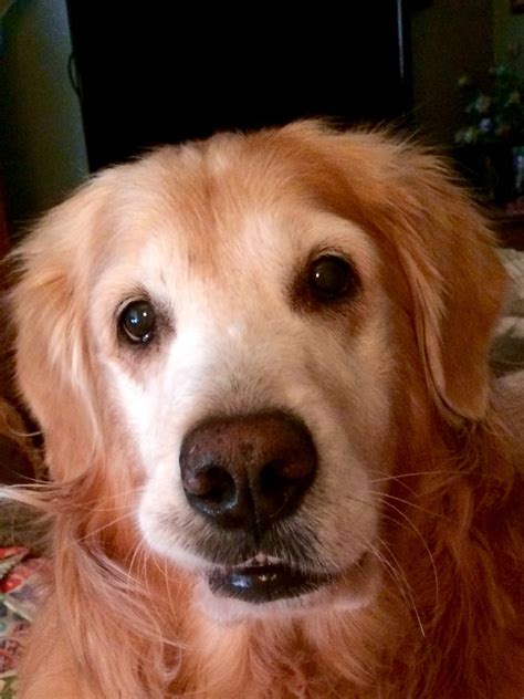 Goldene Retriever Züchtung