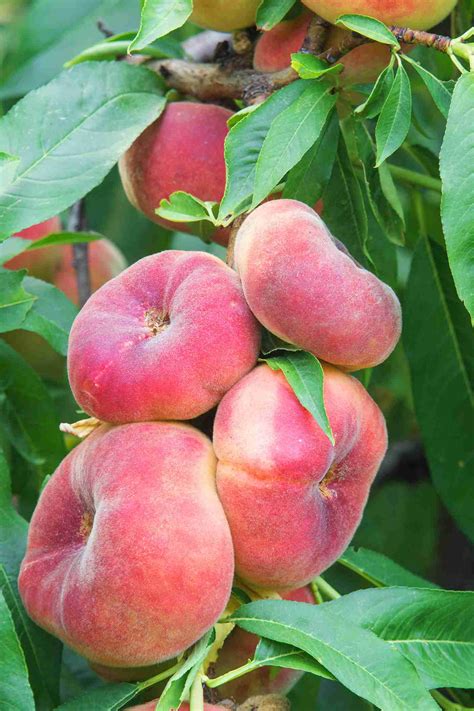 Fruit Trees - Home Gardening Apple, Cherry, Pear, Plum: Peach Tree Fruit