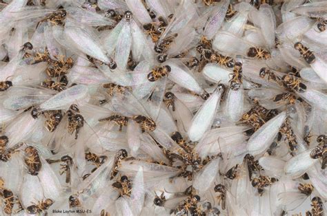 Eastern Subterranean Termite Swarmers Vol. 5, No. 3 | Mississippi State ...
