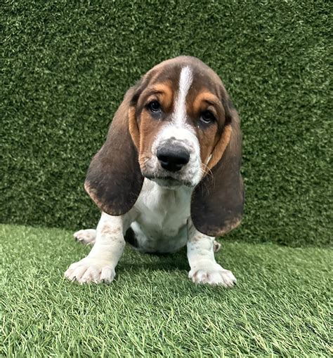 Puppy Avenue, Jacksonville's Favorite Puppy Store
